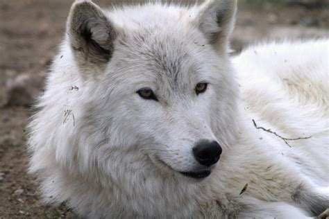 Free stock photo of arctic wolf, white wolf, wolf