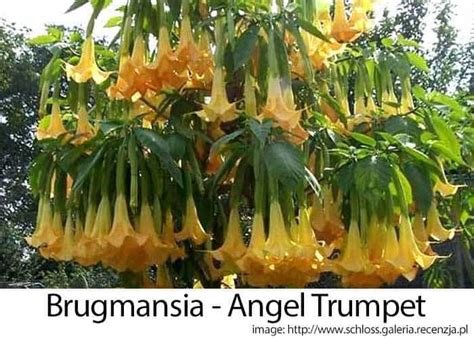 Angel Trumpet: How To Grow And Care For Brugmansia