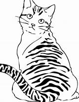 Tabby Cat Coloring Pages sketch template