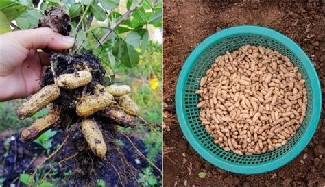 How To Grow Peanuts: 100+ Nuts Per Plant