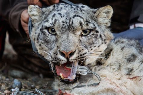 Snow Leopard Habitat Loss