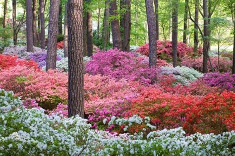 Mother’s Day Tradition Continues at Hamilton’s Azalea Festival ...