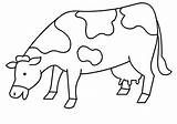 Kumpulan Gambar Mewarnai Sapi  46 Koleksi sketch template