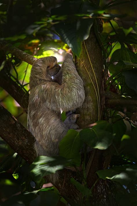 Sloth with Young Baby. Beautiful Animal in Nature Habitat Stock Image ...