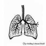 Lungs Coloring Pages  Free & Printable sketch template