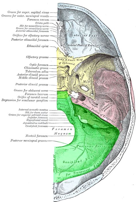 Posterior Cranial Fossa Labeled