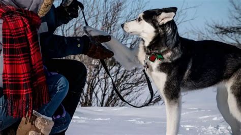 5 Clever Tips To Train Your Siberian Husky