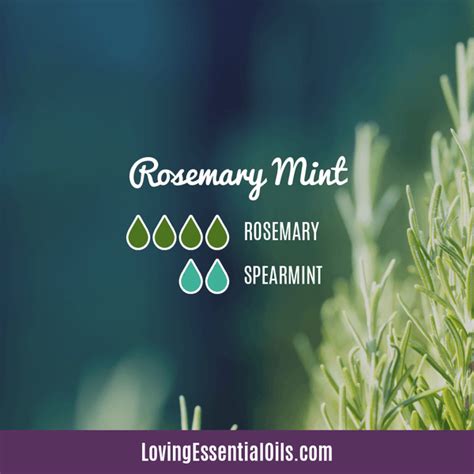 Rosemary Diffuser Blends - Boost Focus & Memory – Loving Essential Oils