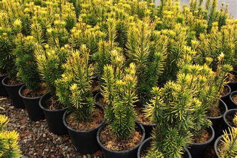 Cephalotaxus harringtonia 'Korean Gold' Plum Yew | Conifer Kingdom