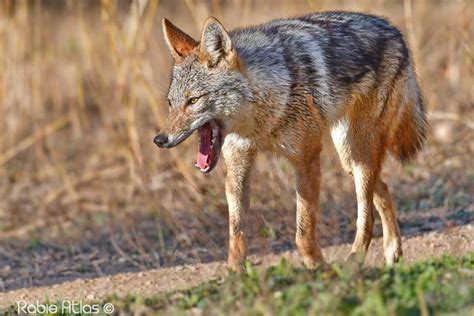 African golden wolf discovered in Morocco and Algeria - MaghrebOrnitho