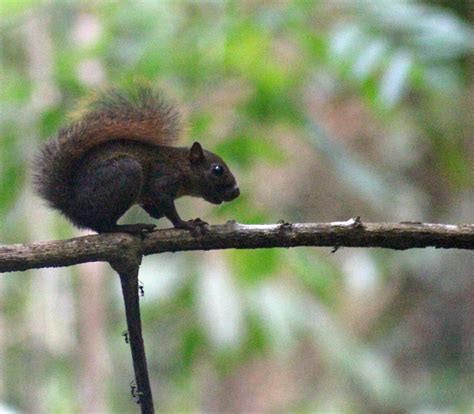 More Corcovado Wildlife - Retired in Costa Rica