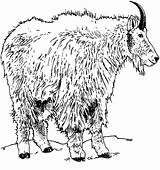Rocky Mountain Goat Coloring Pages  goat sketch template