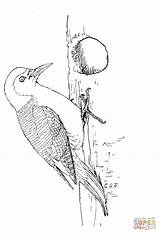 Red Bellied Woodpecker coloring Page  Free Printable Coloring Pages sketch template