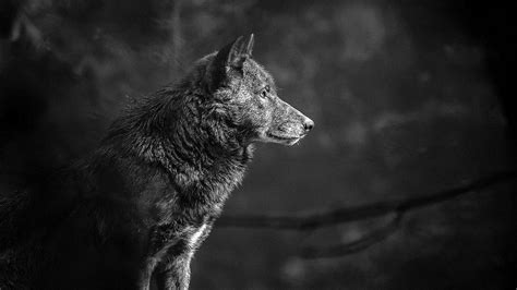 Wolf Wallpapers 4K For PC - www.Wolf-Wallpapers.pro