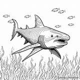 Shark Week Coloring Pages  Free & Printable sketch template