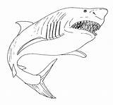 Free Printable Shark Coloring Pages For Kids  Animal Place sketch template