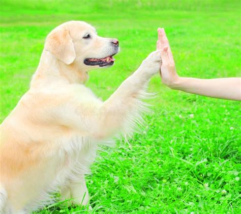 Owner is Training Golden Retriever Dog on the Grass in Park Stock Photo - Image of domestic ...