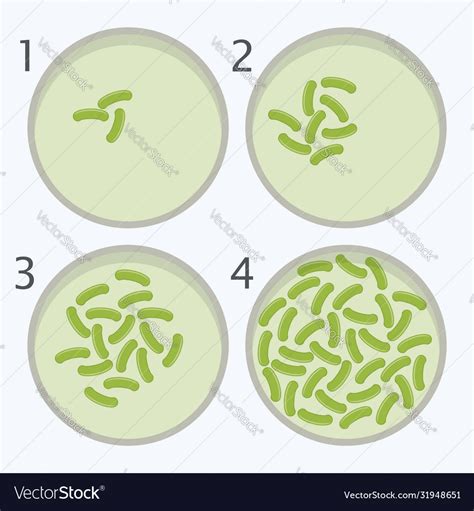 Petri Dish Bacteria Growth