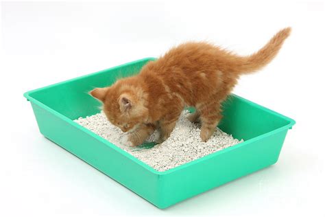 Kitten And Litter Tray Photograph by Mark Taylor - Fine Art America