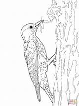 Red Cockaded Woodpecker coloring page  Free Printable Coloring Pages sketch template