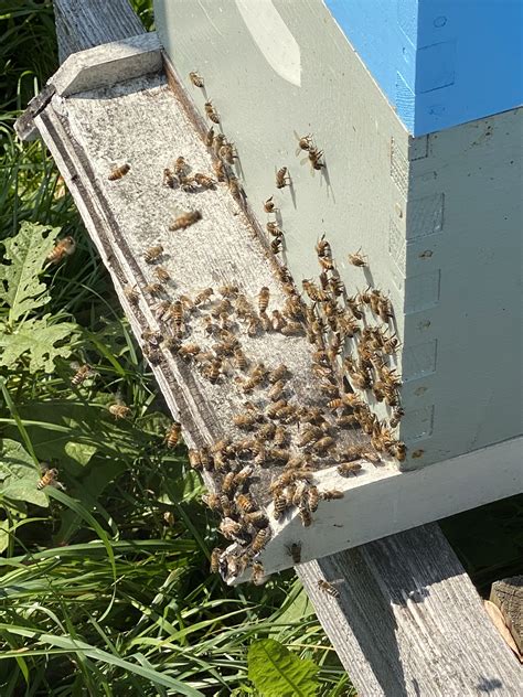 Bee Yard – Chautauqua Apiary