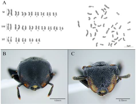 Figure 1 from Reassessing the Chromosome Number and Morphology of the Turtle Ant Cephalotes ...