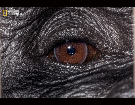 Eye of a western lowland gorilla | Nat Geo: World through animals' eyes | Pictures | Pics ...