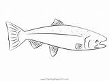 Alaskan King Salmon Coloring Page For Kids  Free Salmons Printable sketch template