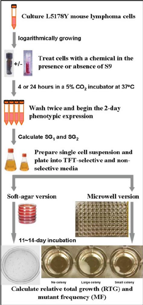 Schematic for conducting the mouse lymphoma assay | Download Scientific ...