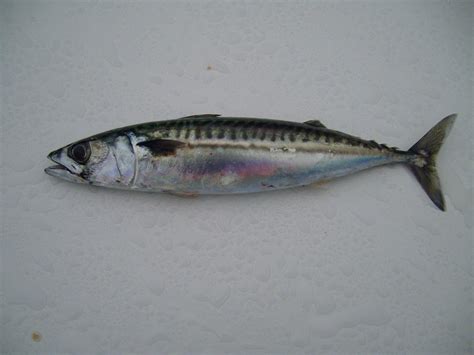 File:Atlantic mackerel fish.jpg