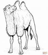 Two Humped Bactrian Camel coloring Page  Free Printable Coloring Pages sketch template