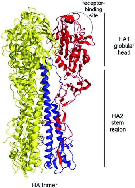 Cleavage Of HA0 Into HA1 And HA2 At Specific Cleavage Download Scientific Diagram | atelier-yuwa ...