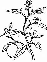 Lemon Tree Coloring Pages sketch template