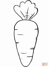 Carrot coloring Page  Free Printable Coloring Pages sketch template