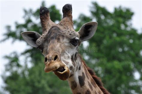 Funny Giraffe Party Animal Making a Silly Face and Blowing a Noisemaker ...