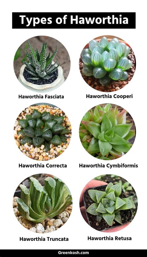 Include these 7 haworthia plant varieties or types to enhance your home ...