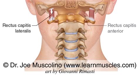 Rectus Capitis Lateralis - Learn Muscles