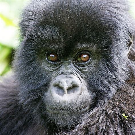 Mountain Gorilla | Rainforest Alliance