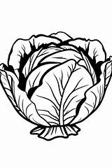 10 Cabbage Coloring Pages For Kids  ShadeMaze sketch template