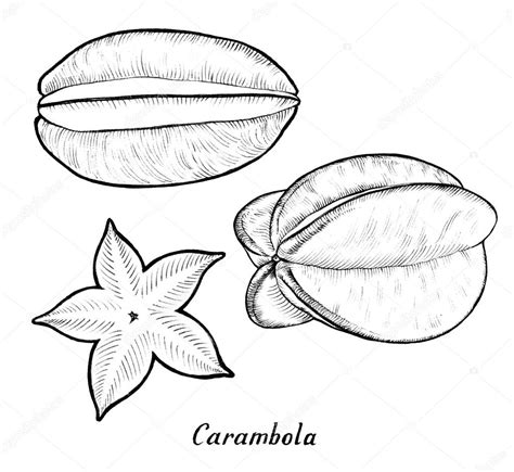 Cross Contour Drawing Fruit at GetDrawings | Free download