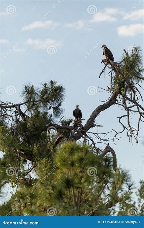 Mated Pair of Bald Eagle Haliaeetus Leucocephalus Birds Stock Image - Image of bald, head: 177946453