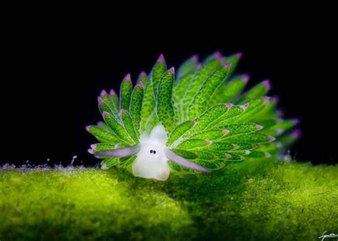 Leaf Sheep Slug | Weird animals, Sea slug, Underwater creatures