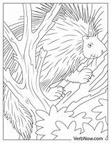 Free PORCUPINE Coloring Pages For Download Printable PDF sketch template