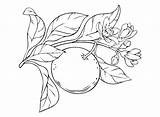 Grapefruit Branch Coloring Page  Free Printable Pages sketch template