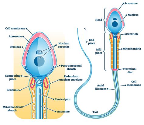 Male infertility treatments in Austin Texas