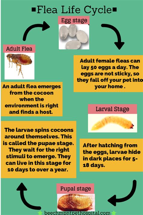 flea life cycle stages - Bree Cano