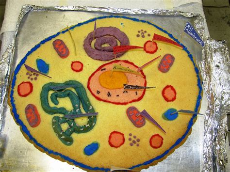 EDIBLE PLANT CELL PROJECT ~ COOKIE | Florida Science | Flickr