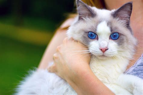 13 Cat Breeds With Blue Eyes That Sparkle With Love for You