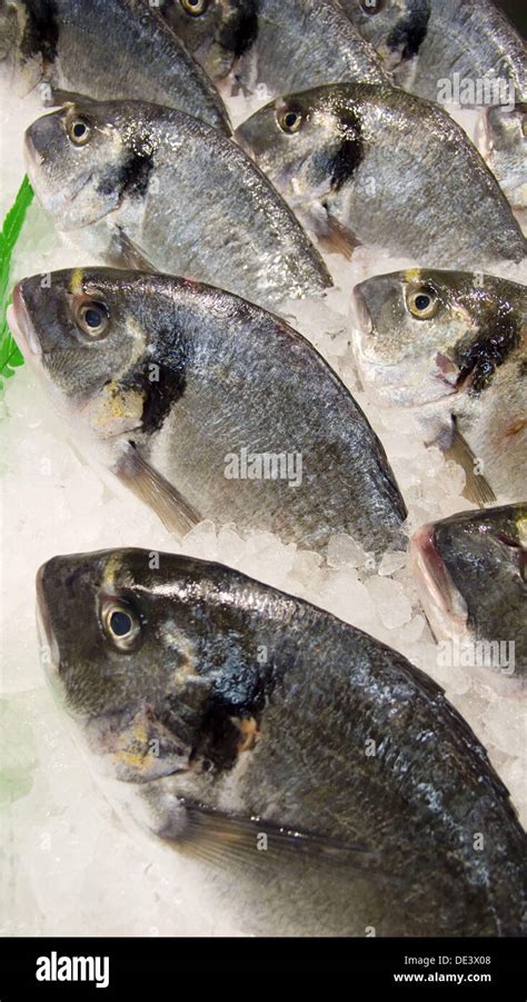 GILTHEAD SEA BREAM Stock Photo - Alamy