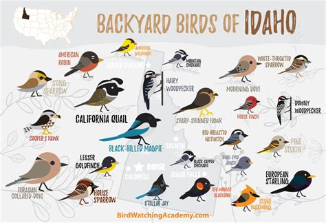 Backyard Birds of Idaho - Bird Watching Academy